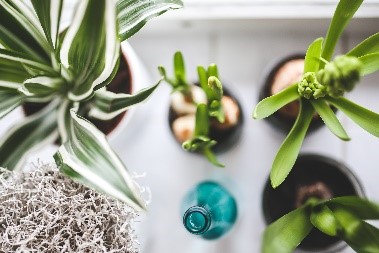kamerplanten soorten in huis