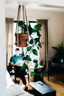 beste kamerplanten soorten