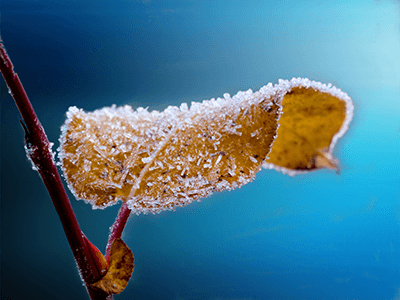 winterharde planten