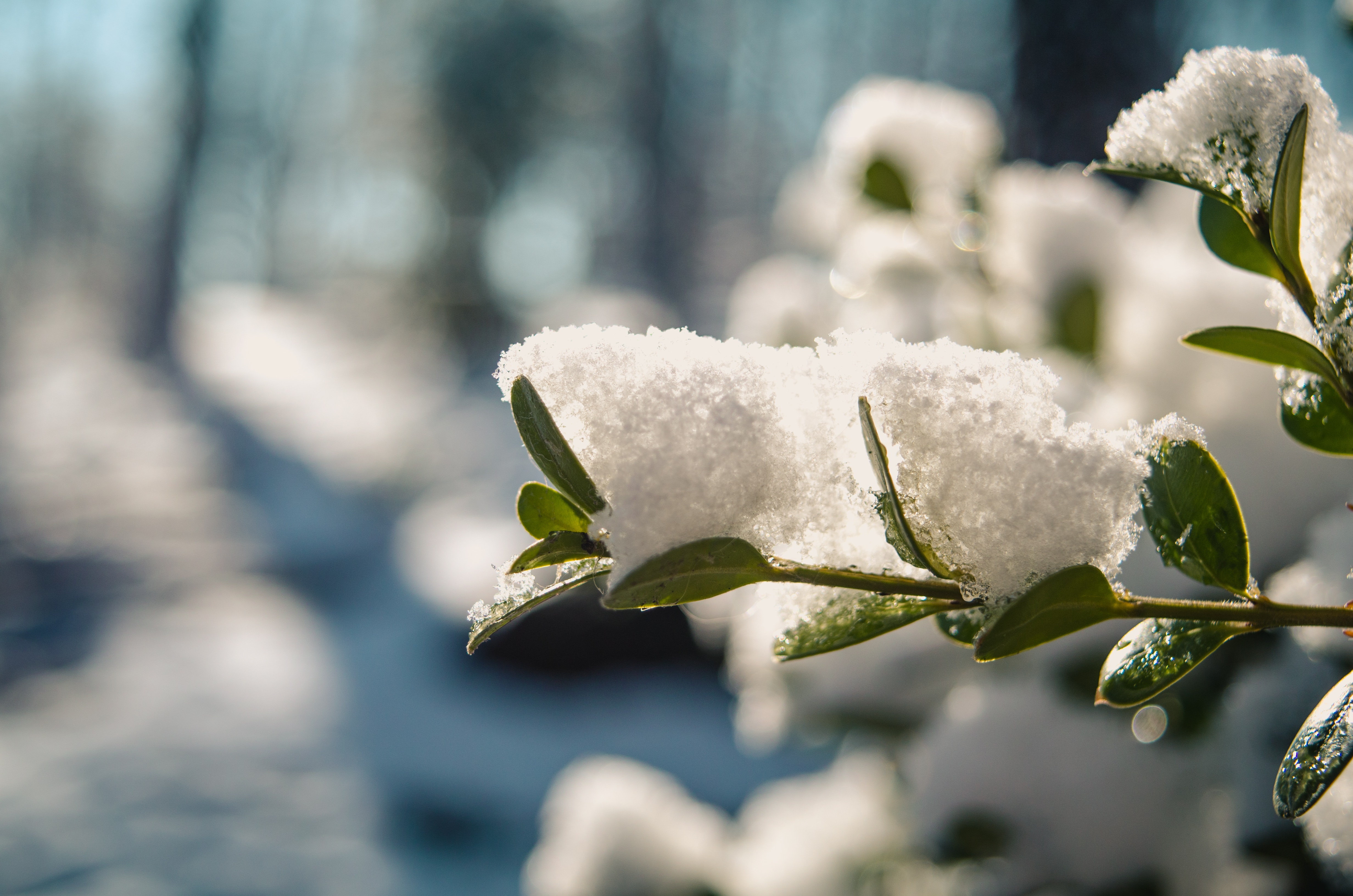 Kleurrijke tuin ideeën
